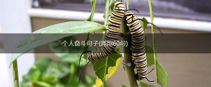 个人奋斗句子(通用60句),第1张