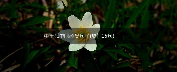 中年孤单的感受句子(热门15句),第1张