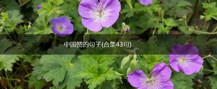 中国赞的句子(合集43句),第1张