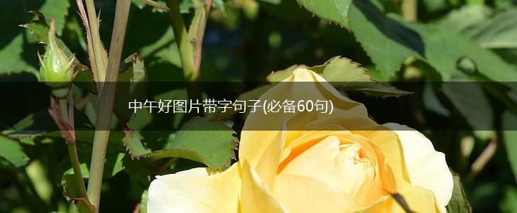 中午好图片带字句子(必备60句),第1张