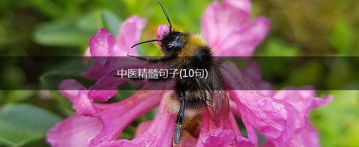 中医精髓句子(10句),第1张