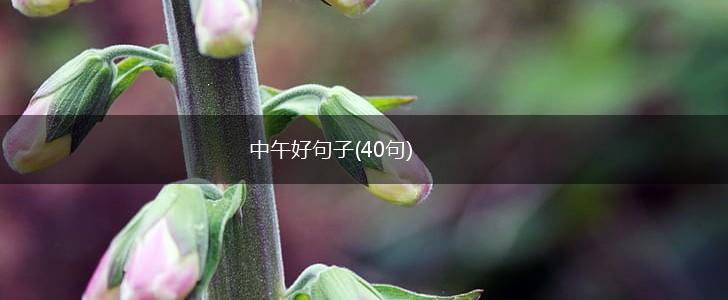 中午好句子(40句),第1张