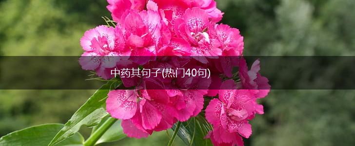 中药其句子(热门40句),第1张