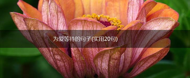 为爱等待的句子(实用20句),第1张