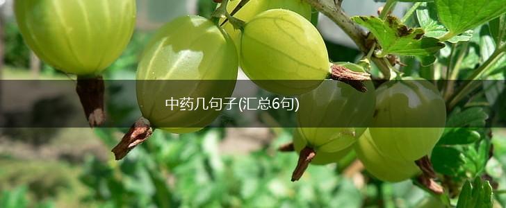 中药几句子(汇总6句),第1张