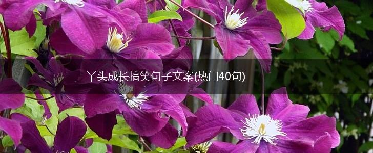 丫头成长搞笑句子文案(热门40句),第1张