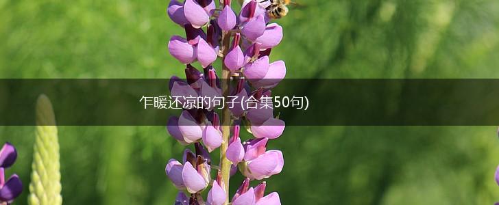 乍暖还凉的句子(合集50句),第1张