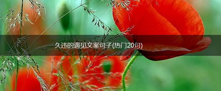 久违的遇见文案句子(热门20句),第1张