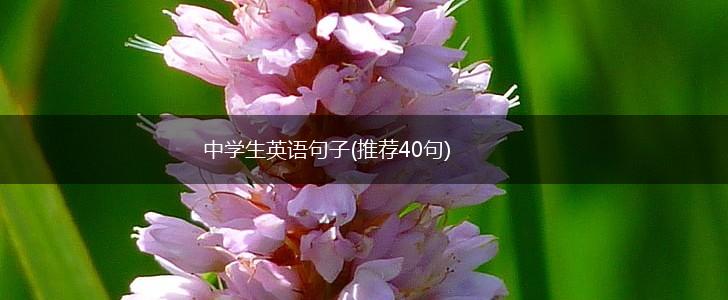 中学生英语句子(推荐40句),第1张