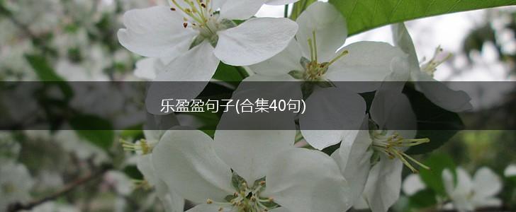 乐盈盈句子(合集40句),第1张