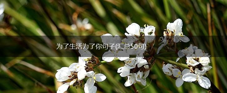 为了生活为了你句子(汇总50句),第1张
