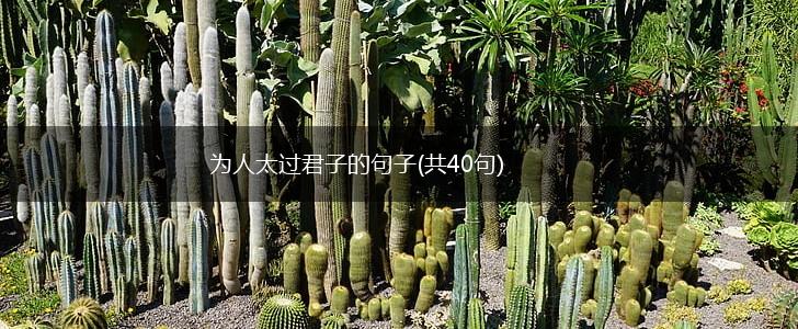 为人太过君子的句子(共40句),第1张