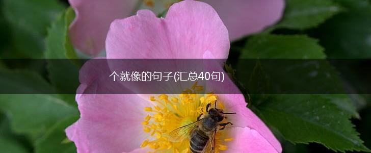 个就像的句子(汇总40句),第1张