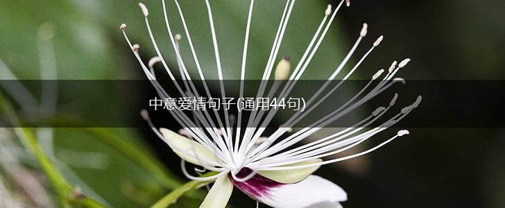 中意爱情句子(通用44句),第1张