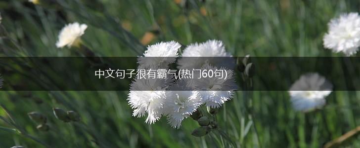 中文句子很有霸气(热门60句),第1张