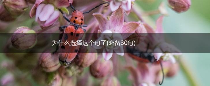 为什么选择这个句子(必备30句),第1张