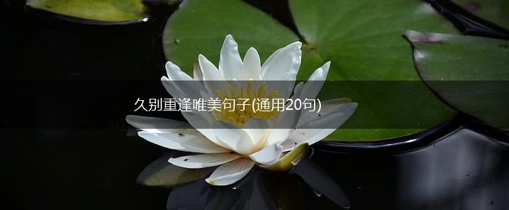 久别重逢唯美句子(通用20句),第1张