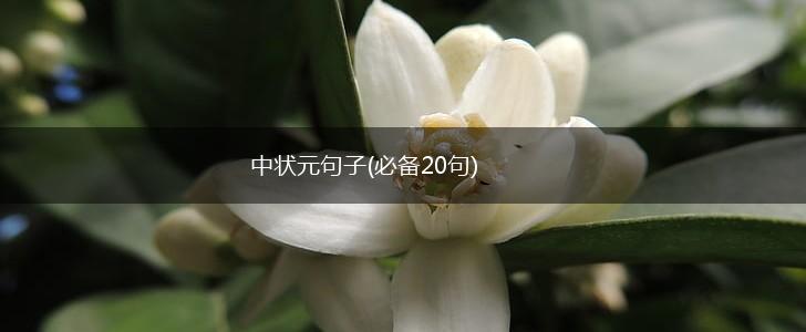 中状元句子(必备20句),第1张