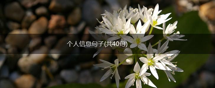 个人信息句子(共40句),第1张