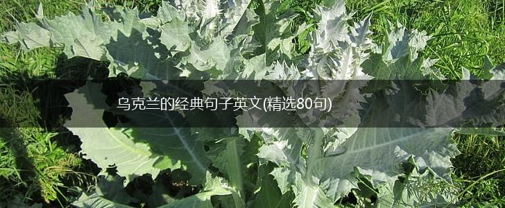 乌克兰的经典句子英文(精选80句),第1张