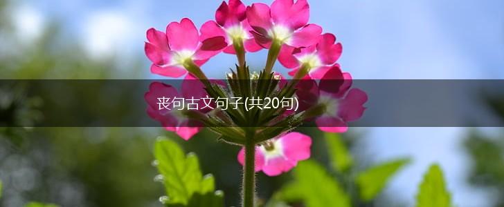 丧句古文句子(共20句),第1张