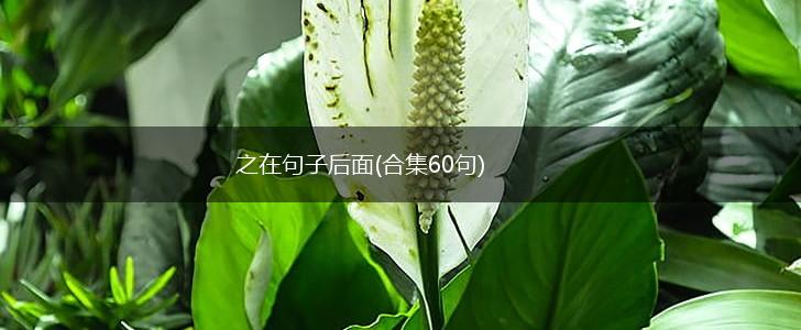 之在句子后面(合集60句),第1张