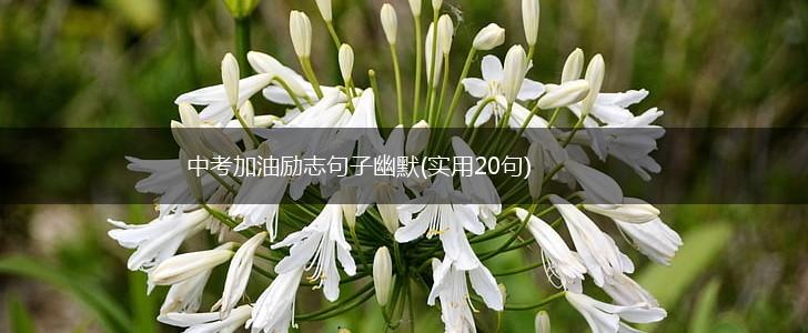 中考加油励志句子幽默(实用20句),第1张