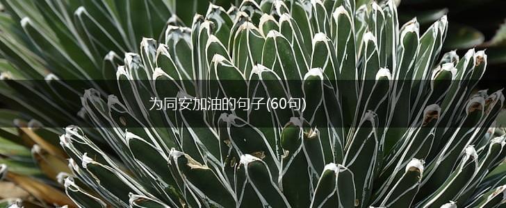 为同安加油的句子(60句),第1张
