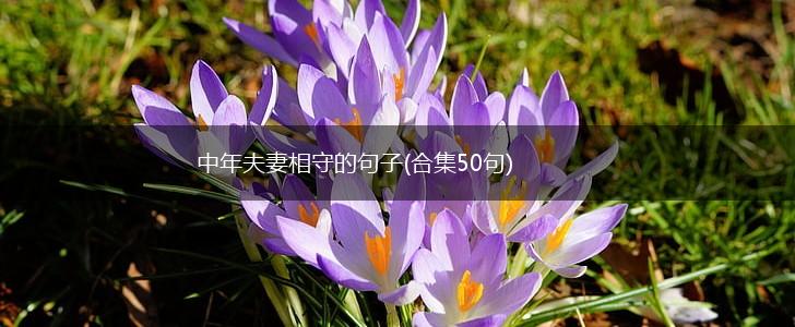 中年夫妻相守的句子(合集50句),第1张