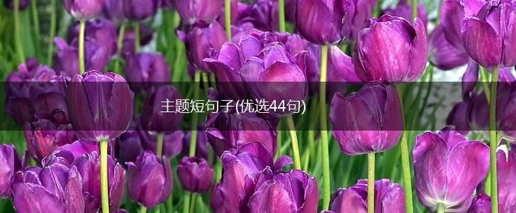 主题短句子(优选44句),第1张