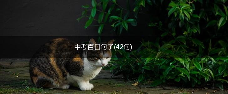 中考百日句子(42句),第1张