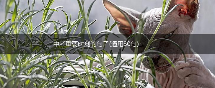 中考重要时刻的句子(通用30句),第1张