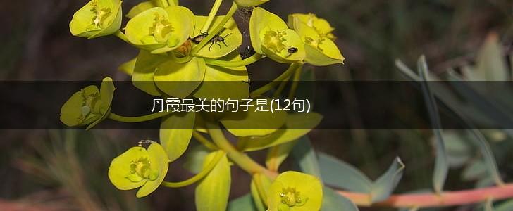 丹霞最美的句子是(12句),第1张