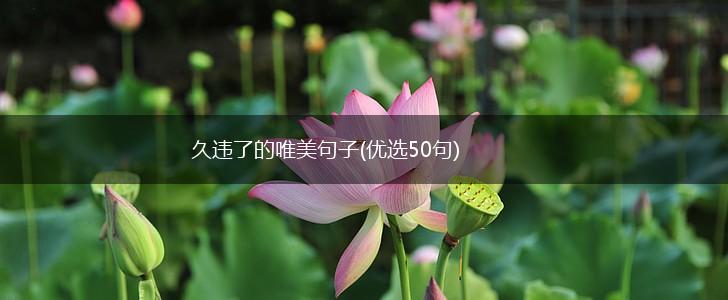 久违了的唯美句子(优选50句),第1张