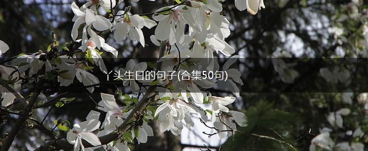 丫头生日的句子(合集50句),第1张