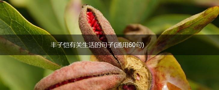 丰子恺有关生活的句子(通用60句),第1张
