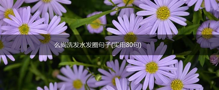 么尚洗发水发圈句子(实用80句),第1张
