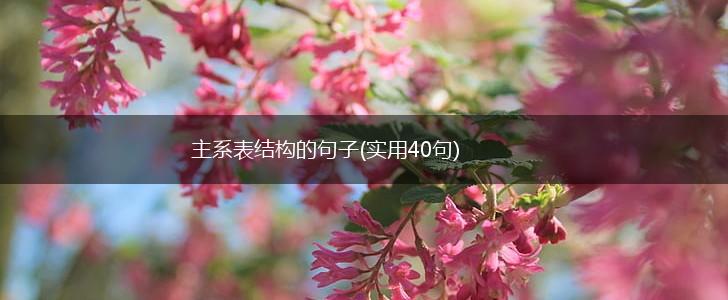 主系表结构的句子(实用40句),第1张