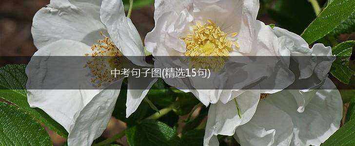 中考句子图(精选15句),第1张