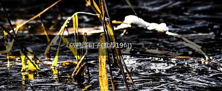乌鸦连句子(推荐19句),第1张