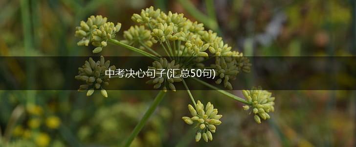 中考决心句子(汇总50句),第1张