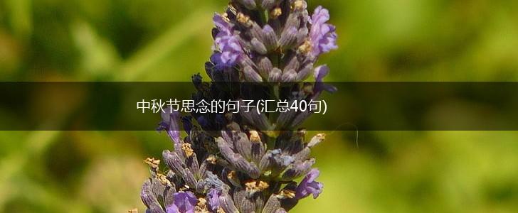 中秋节思念的句子(汇总40句),第1张