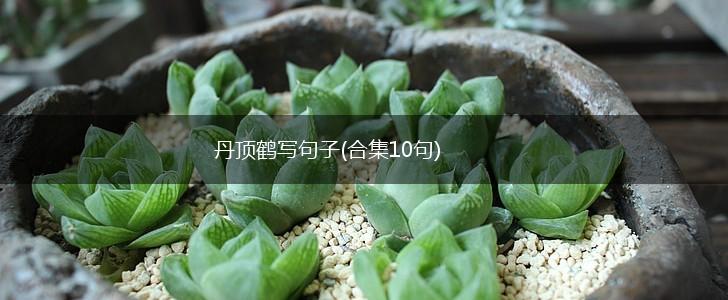 丹顶鹤写句子(合集10句),第1张