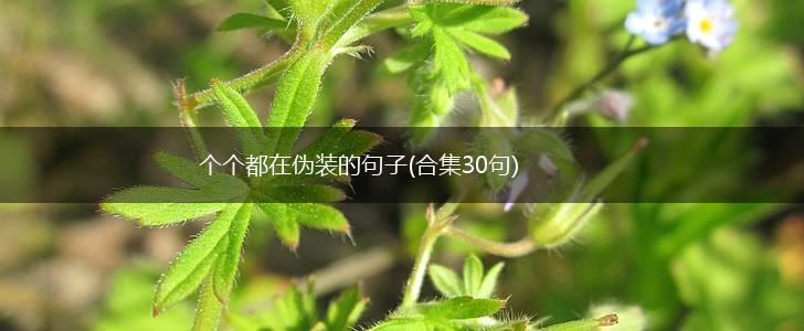个个都在伪装的句子(合集30句),第1张