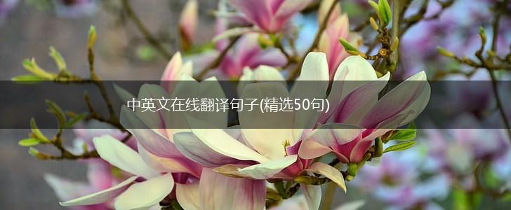 中英文在线翻译句子(精选50句),第1张