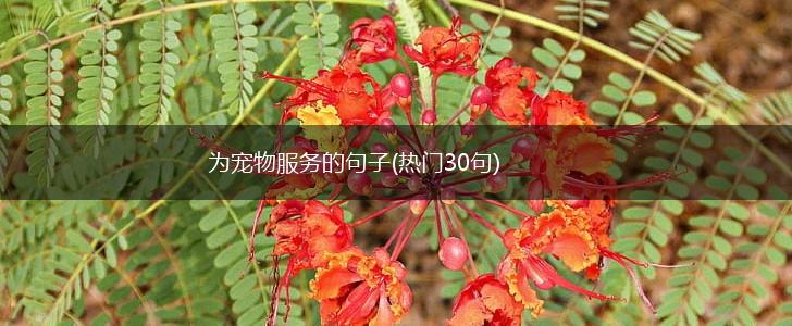 为宠物服务的句子(热门30句),第1张