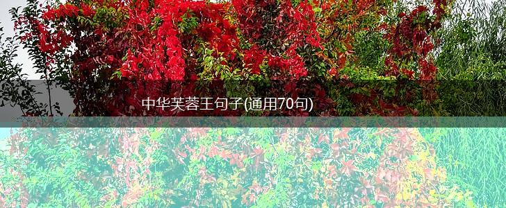 中华芙蓉王句子(通用70句),第1张