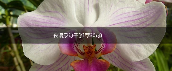 丧语录句子(推荐30句),第1张