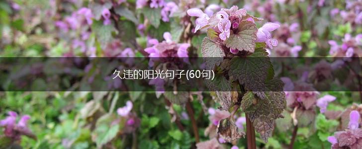 久违的阳光句子(60句),第1张