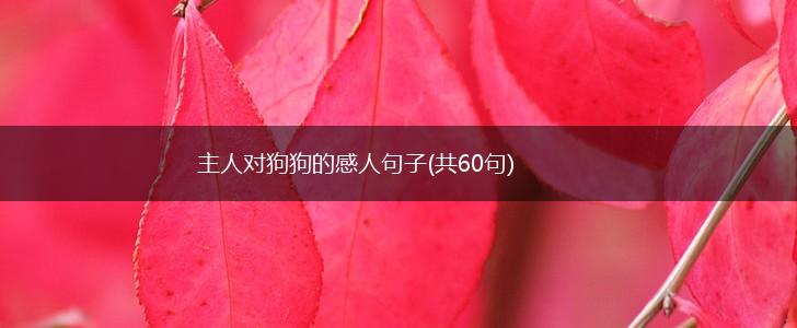 主人对狗狗的感人句子(共60句),第1张